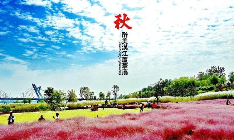 鱼在芦苇里不出来怎么钓