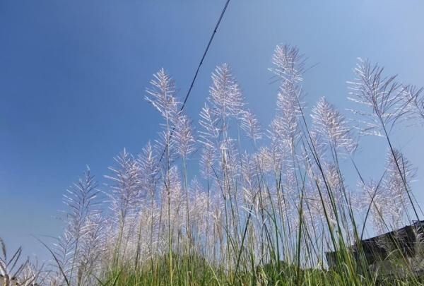 汉中网红芦苇丛在哪个位置,蒹葭中追求者是这样追寻伊人的图17