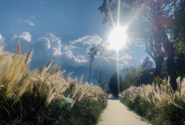 汉中网红芦苇丛在哪个位置,蒹葭中追求者是这样追寻伊人的图21