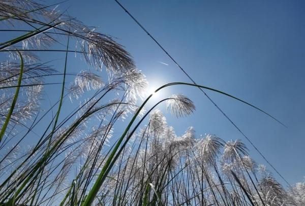汉中网红芦苇丛在哪个位置,蒹葭中追求者是这样追寻伊人的图18