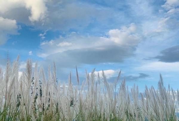 汉中网红芦苇丛在哪个位置,蒹葭中追求者是这样追寻伊人的图19