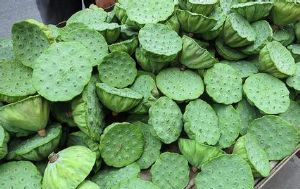 新鲜的莲蓬怎么保鲜