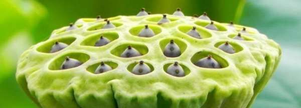 莲蓬怎么保存新鲜,新鲜的莲蓬怎么保鲜图4