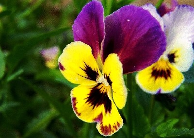 终于齐全了，世界各国国花！