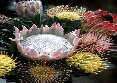 终于齐全了，世界各国国花！