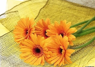 终于齐全了，世界各国国花！