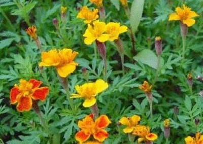 终于齐全了，世界各国国花！