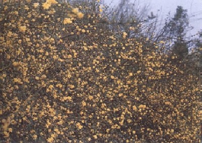 终于齐全了，世界各国国花！