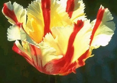 终于齐全了，世界各国国花！