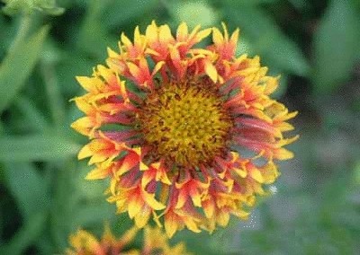 终于齐全了，世界各国国花！