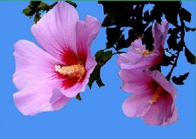 终于齐全了，世界各国国花！