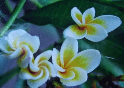 终于齐全了，世界各国国花！