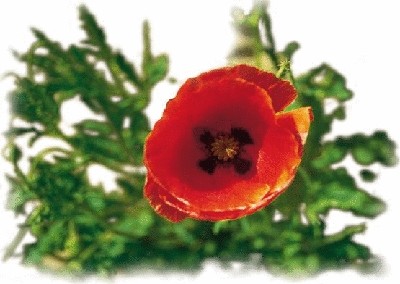 终于齐全了，世界各国国花！