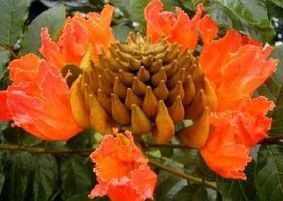 终于齐全了，世界各国国花！