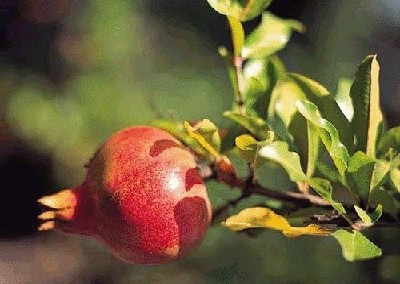 终于齐全了，世界各国国花！