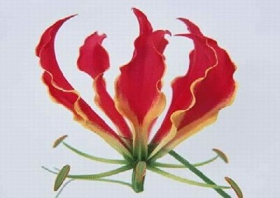 终于齐全了，世界各国国花！