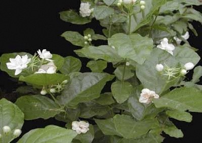 终于齐全了，世界各国国花！