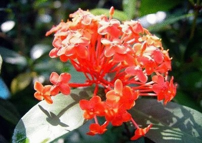 终于齐全了，世界各国国花！