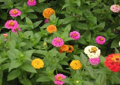 终于齐全了，世界各国国花！