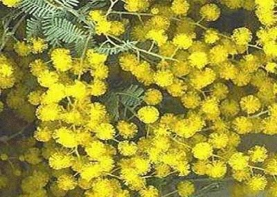 终于齐全了，世界各国国花！