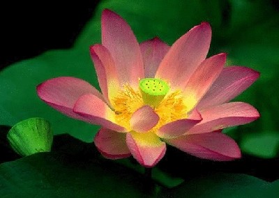 终于齐全了，世界各国国花！