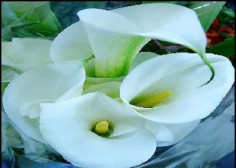 终于齐全了，世界各国国花！