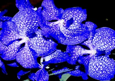 终于齐全了，世界各国国花！