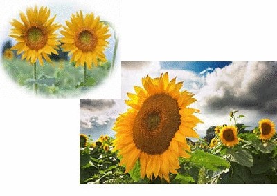 终于齐全了，世界各国国花！