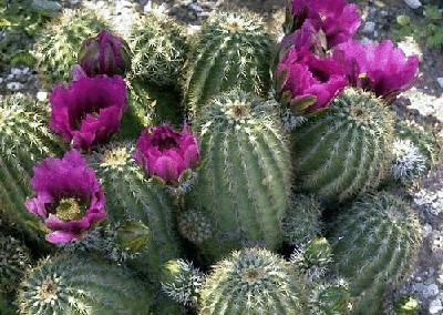 终于齐全了，世界各国国花！