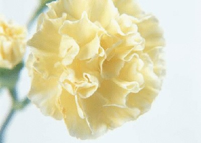 终于齐全了，世界各国国花！