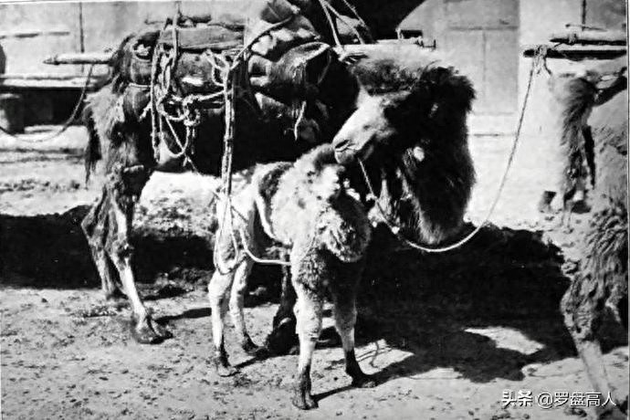 新疆老照片:1930年代的迪化(今乌鲁木齐)的景象