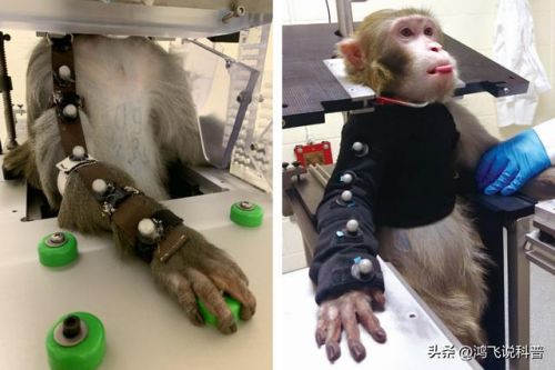 美国医药界满世界找猴子和电视剧十二猴子 美国 医药-第1张图片-