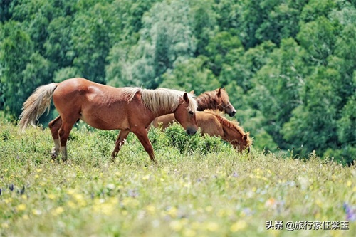 北京周边自驾，海拔1800米高空草原，承德京北第一天路风景像瑞士