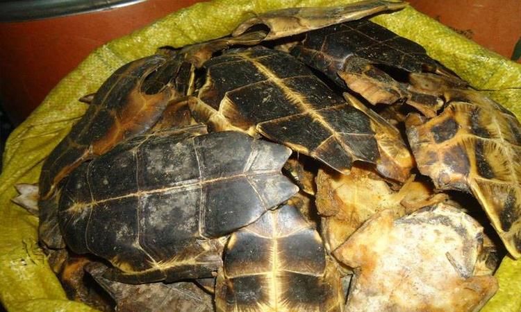 龟苓膏里面真的有乌龟壳吗