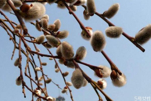 银芽柳的花语是什么呢 银芽柳的花期是什么时候呢