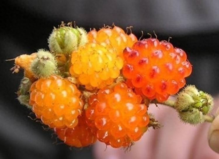 农村都爱吃的“野味儿”——刺泡儿，你吃过吗？