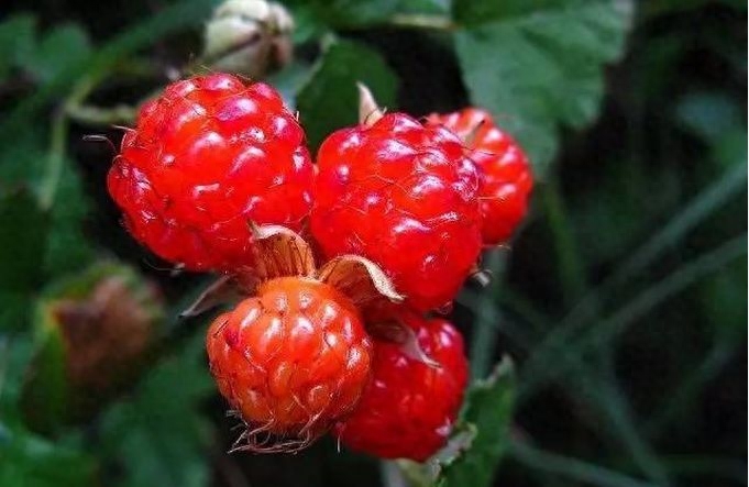 农村都爱吃的“野味儿”——刺泡儿，你吃过吗？