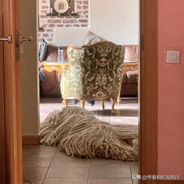 它看起来就像一只拖把，但实际上却是世界名犬