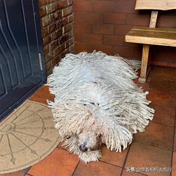 它看起来就像一只拖把，但实际上却是世界名犬