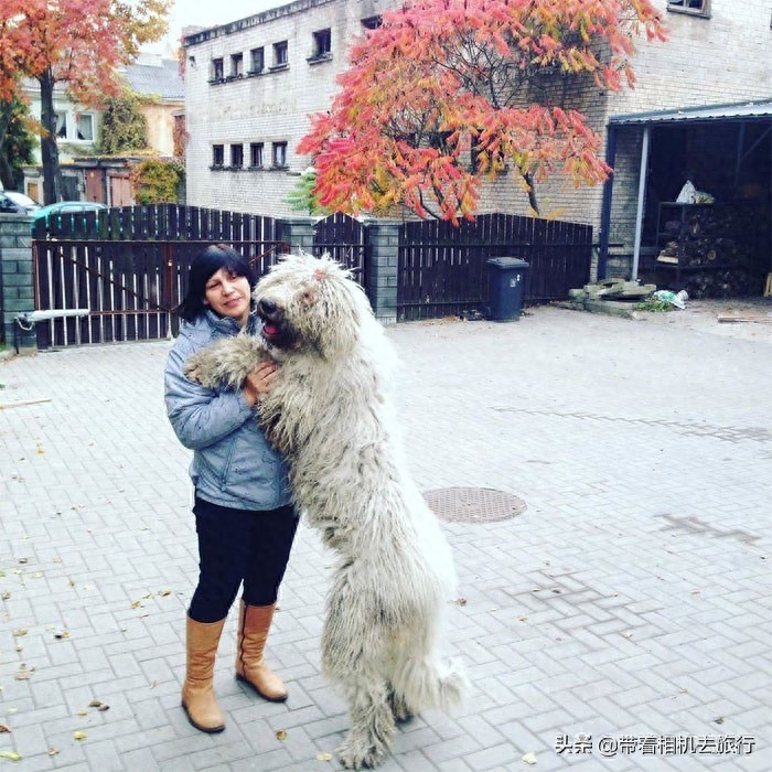 它看起来就像一只拖把，但实际上却是世界名犬