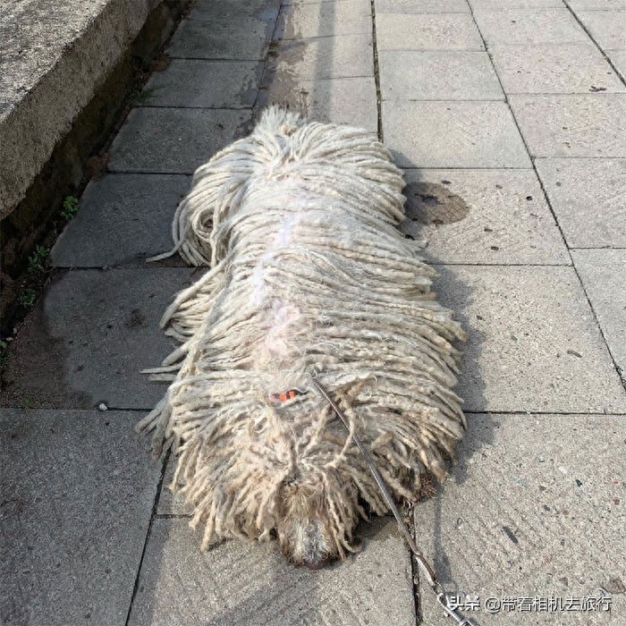 它看起来就像一只拖把，但实际上却是世界名犬