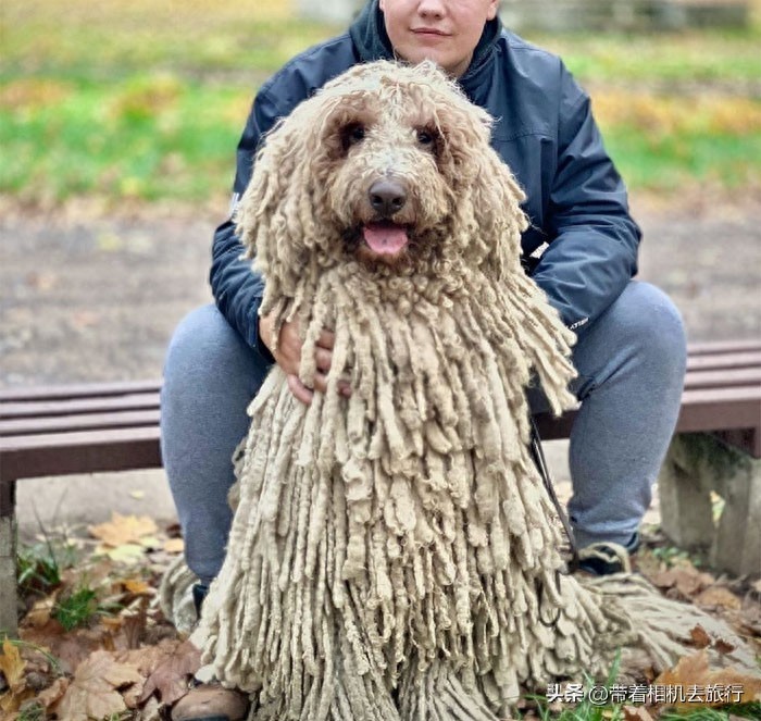 它看起来就像一只拖把，但实际上却是世界名犬