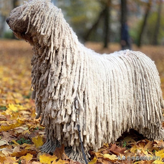 它看起来就像一只拖把，但实际上却是世界名犬