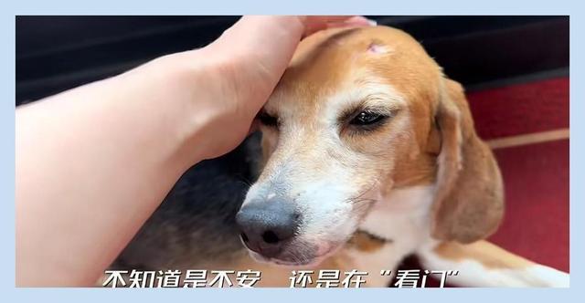 杜江分享狗狗珍珠近况 眼神已经不是当初那样恐惧无助了！