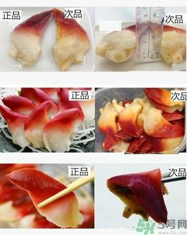 如何鉴别北极贝真假?北极贝和马贝的区别 如何鉴别北极贝真假?北极贝和马贝的区别